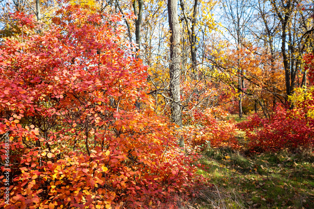 Autumn forest on sunny September day. Bright red and yellow colors of autumn. Selective focus Autumn forest on sunny September day. Bright red and yellow colors of autumn. Selective focus