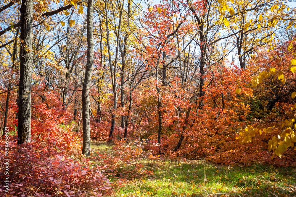 Autumn forest on sunny September day. Bright red and yellow colors of autumn. Selective focus Autumn forest on sunny September day. Bright red and yellow colors of autumn. Selective focus
