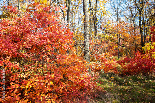 Autumn forest on sunny September day. Bright red and yellow colors of autumn. Selective focus