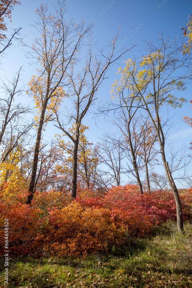 Autumn forest on sunny September day. Bright red and yellow colors of autumn. Selective focus