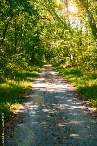 road in the summer forest. The shadow of the trees falls on the dirt road.
