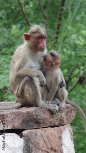Bonnet Macaque Feeding Baby
