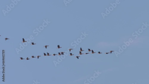 Greylag Anser Anser In Flight In Slow Motion