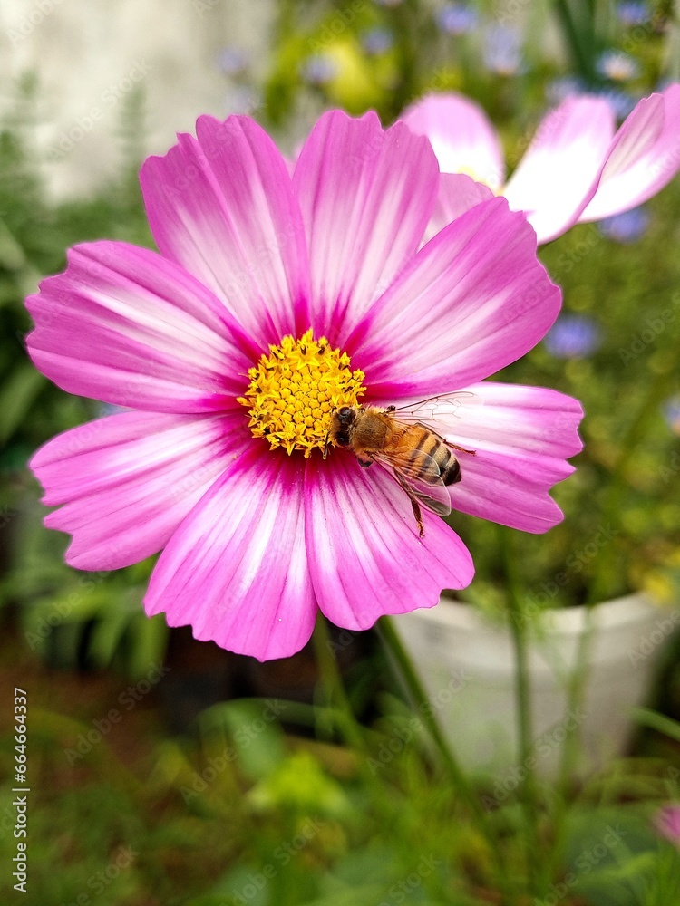 Fototapeta premium Beautyful cosmo flower in spring time