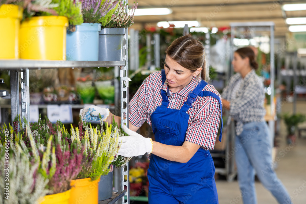 Adult female saleswoman in uniform holding pot of common heather in plant store