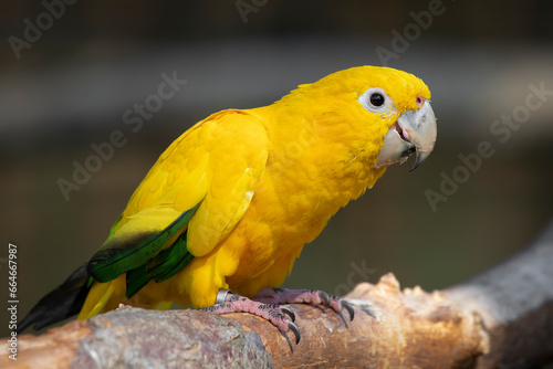 Foto A close up of a queen of bavarian conure also known as golden parakeet or golden conure, Guaruba guarouba
