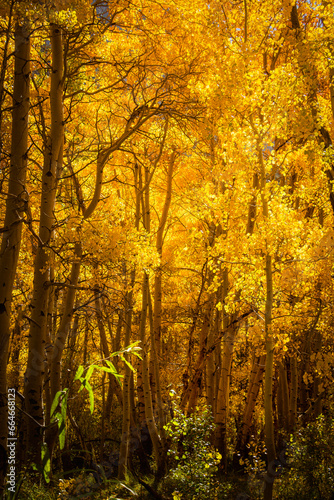 autumn in the aspen forest