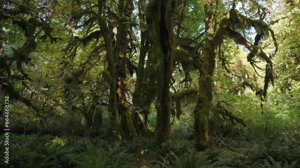 Trees Overgrown by Moss and Bushes in Hoh Rain Forest in Olympic National Park, Washington, United States Trees Overgrown by Moss and Bushes in Hoh Rain Forest in Olympic National Park, Washington, United States