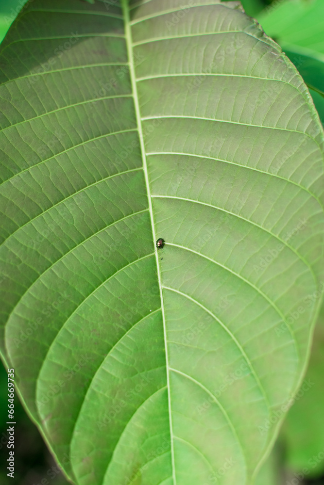 A close up of wide vibrant green leaves showing its veins with tiny ladybug on it. A close up of wide vibrant green leaves showing its veins with tiny ladybug on it.