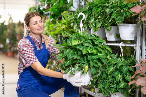 Female flower shop worker changes arrangement of pots with syngonium penjar arrow green and improves appearance of window. Merchandiser girl inspects showcase with decorative indoor plants in photo