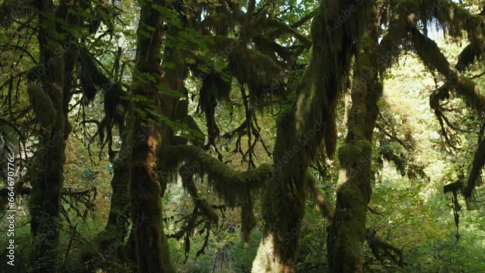 Trees Overgrown by Moss and Bushes in Hoh Rain Forest in Olympic National Park, Washington, United States Trees Overgrown by Moss and Bushes in Hoh Rain Forest in Olympic National Park, Washington, United States