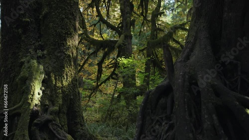 Trees Overgrown by Moss and Bushes in Hoh Rain Forest in Olympic National Park, Washington, United States