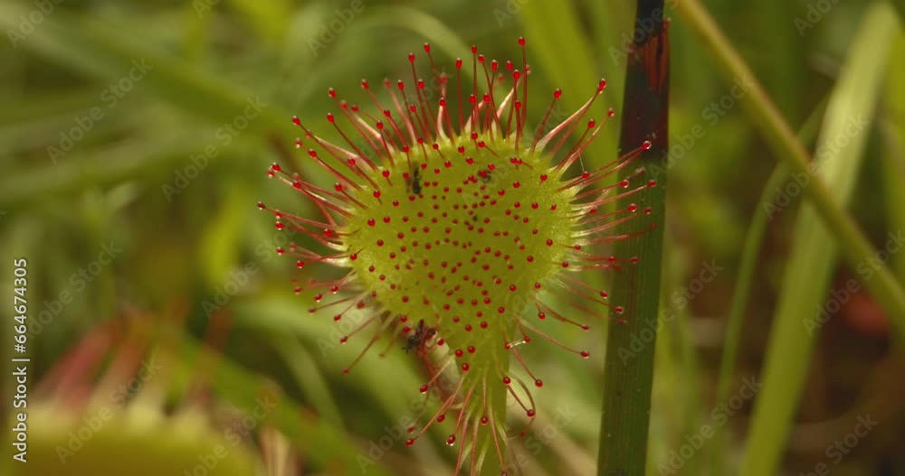 Round-Leaved Sundew - Drosera Rotundifolia Close-Up Image Round-Leaved Sundew - Drosera Rotundifolia Close-Up Image