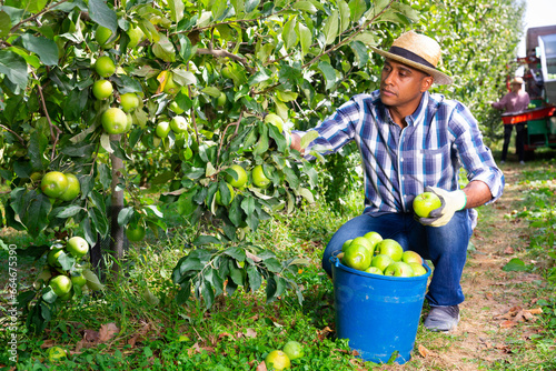 Portrait of latino man harvesting apples on .plantation