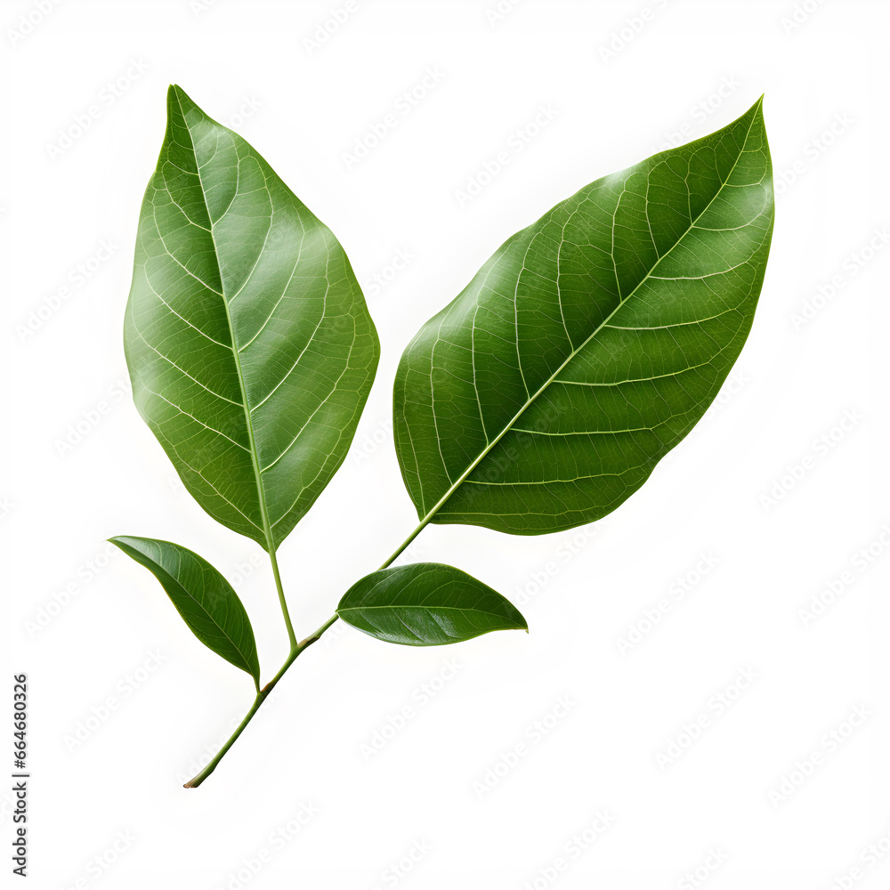 Fototapeta premium green leaves on white background