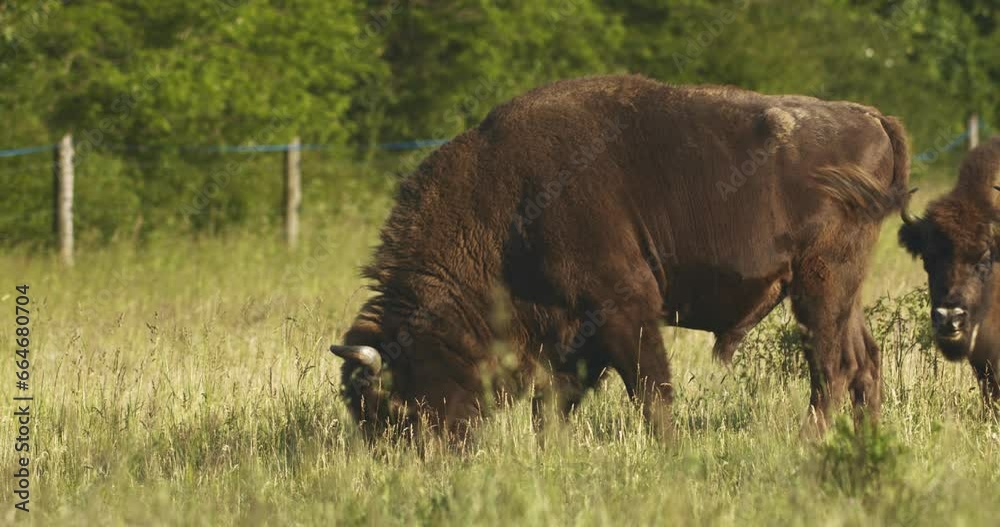 European Bison Eating Grass On A Forest Grassland Slow Motion Image European Bison Eating Grass On A Forest Grassland Slow Motion Image