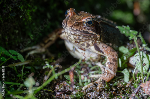 Common or Grass Frog  Rana temporaria 