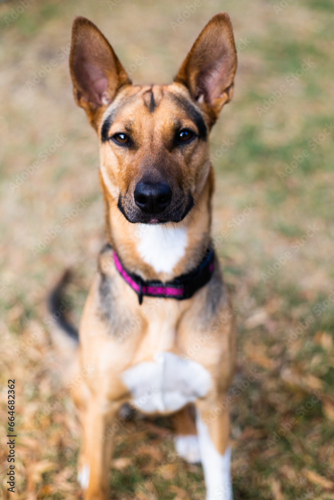 PERRO PASTOR BELGA MALINOIS DE COLOR NEGRO, CAFE Y BLANCO