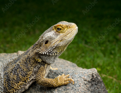 lizard on a natural background