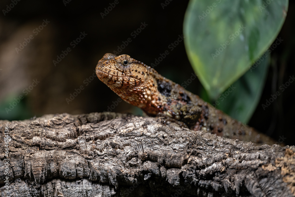 Naklejka premium Chinese crocodile lizard in detail.