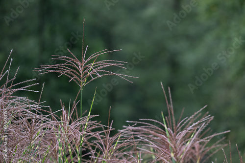 Flowers of ornamental rush in detail.