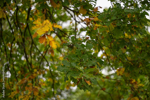 Yellow colored oak leaves among green.