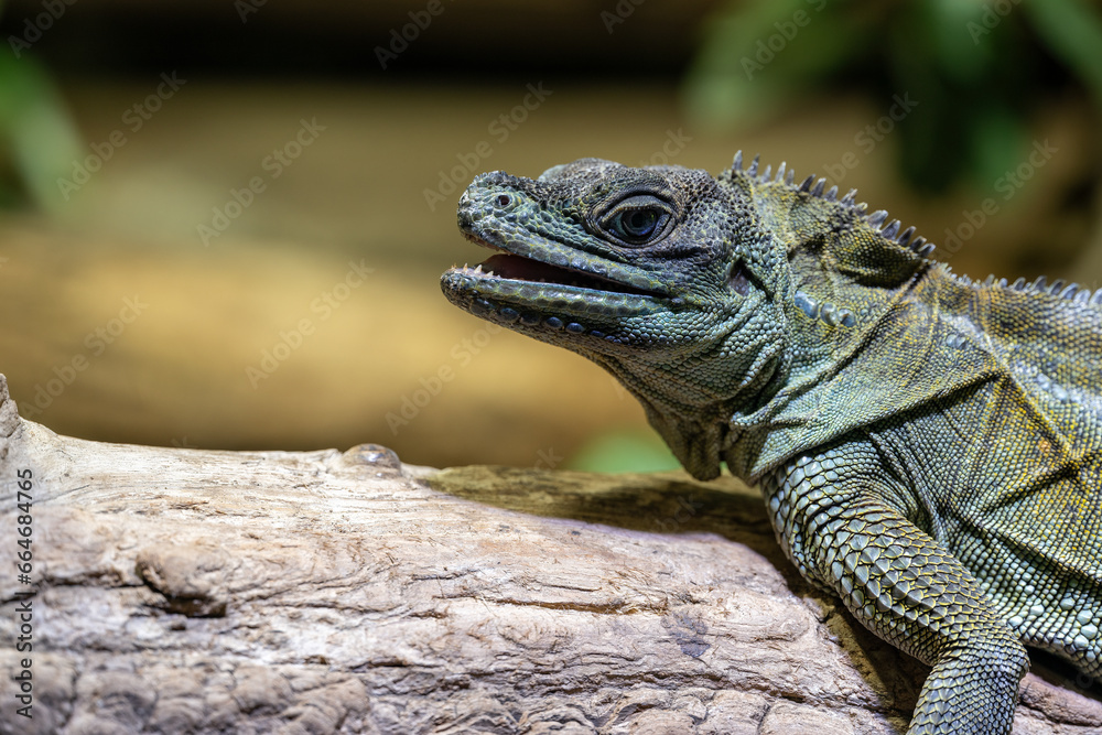 Detail of the head of the weber's agama lizard. Detail of the head of the weber's agama lizard.