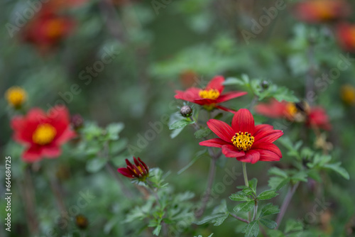 Red flower plant outdoors in close-up.