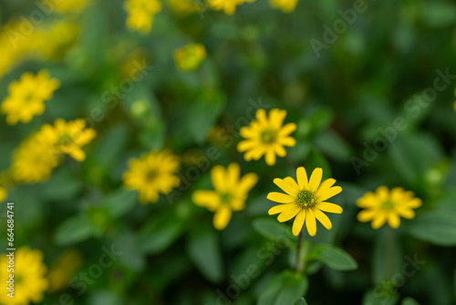 Tiny yellow flowers outdoors in nature.