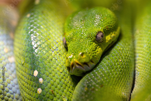 Detail of a green python snake.