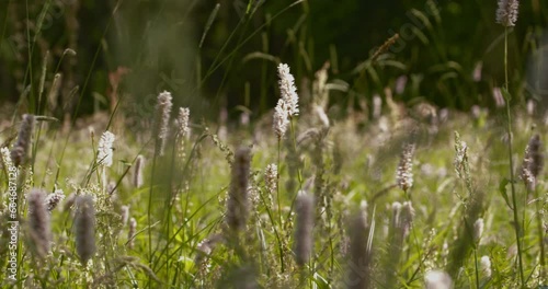 Bistorta Officinalis Blooming Field Meadow Bistort Pink Flowers Background