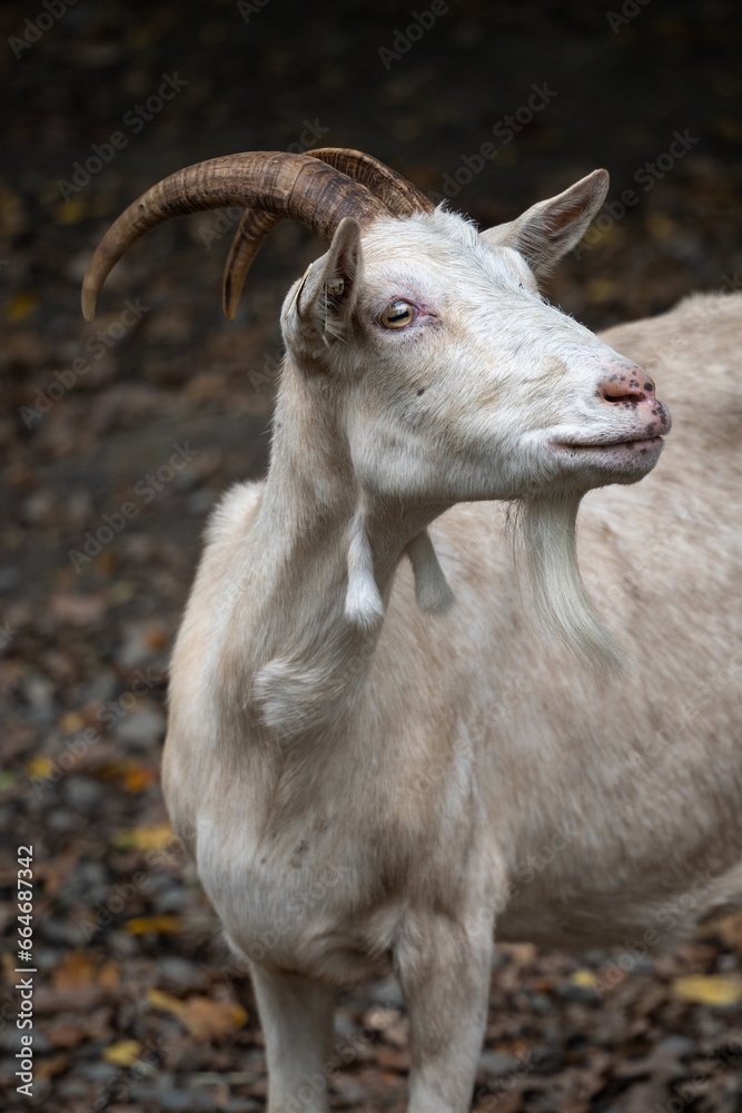 White goat outside with horns. White goat outside with horns.