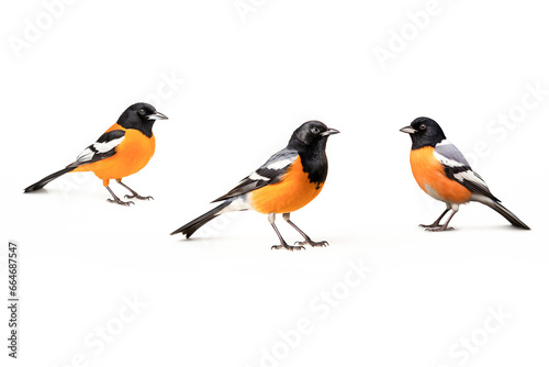 The side view of a colourful bright orange and black or scarlet robin bird, standing, isolated on a white background. Generative AI.