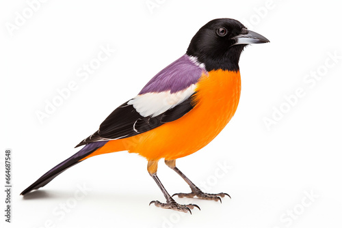 The side view of a colourful bright orange and black or scarlet robin bird, standing, isolated on a white background. Generative AI.