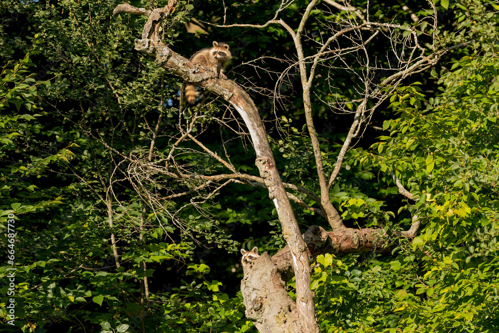 Young northern raccoons on the dry tree Young northern raccoons on the dry tree