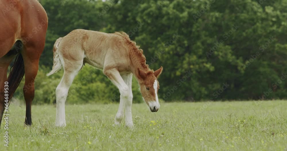 Murakozi horses and foals in the pasture slow motion Murakozi horses and foals in the pasture slow motion
