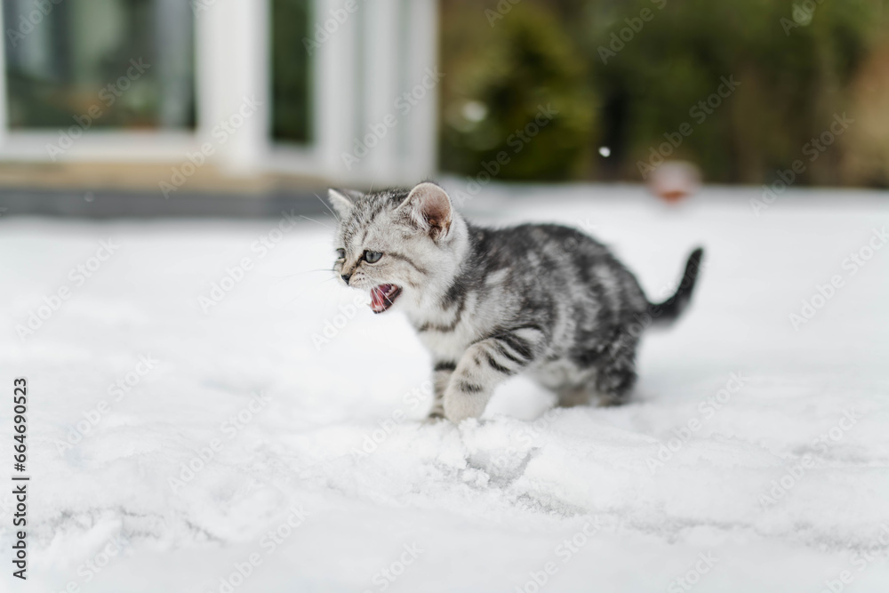 Obraz premium British shorthair silver tabby kitten walking in a back yard on snowy winter day. Juvenile domestic cat having fun outdoors in a garden.