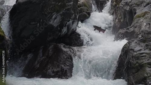 Coho Salmon Fish Leaping Jumping on The Cascades in Sol Duc River on Their Migration to Spawning Grounds in Dramatic Slow Motion photo