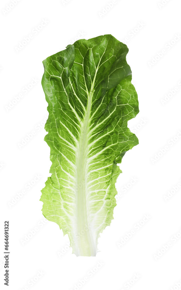 Fresh leaf of green romaine lettuce isolated on white Fresh leaf of green romaine lettuce isolated on white
