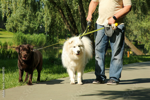 Photography Man walking with dogs in park, closeup