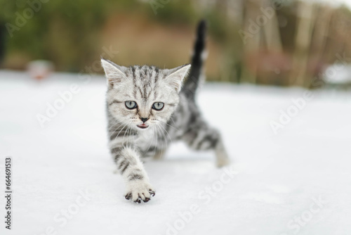 British shorthair silver tabby kitten walking in a back yard on snowy winter day. Juvenile domestic cat having fun outdoors in a garden. © MNStudio