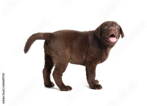 Cute chocolate Labrador Retriever puppy on white background