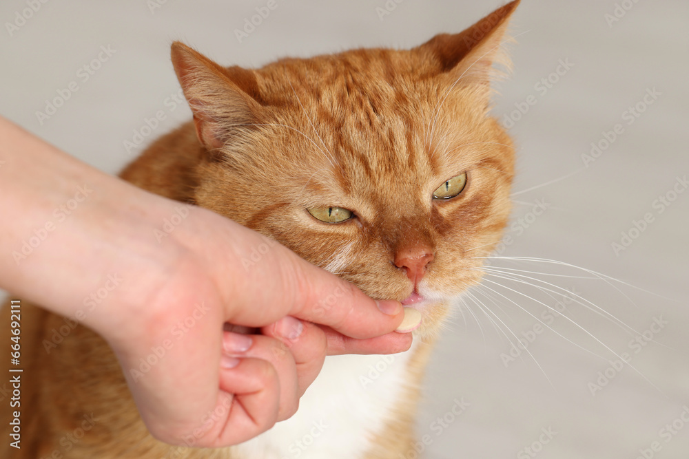Woman giving vitamin pill to cute cat indoors, closeup
