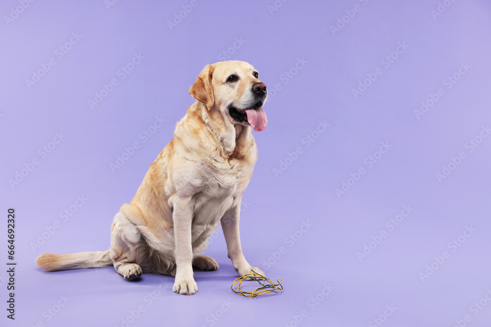 Naughty Labrador Retriever dog near damaged electrical wire on purple background. Space for text