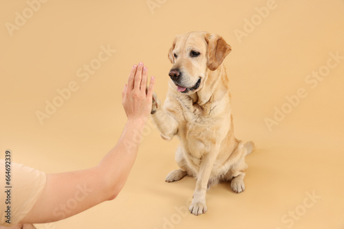 Cute Labrador Retriever dog giving high five to man on beige background