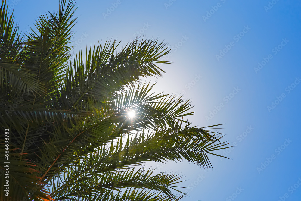 Palm leaves on blue sky background. Palm tree with sunbeams