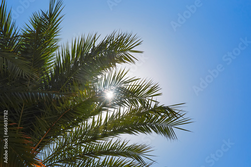 Palm leaves on blue sky background. Palm tree with sunbeams © Евгений Бордовский