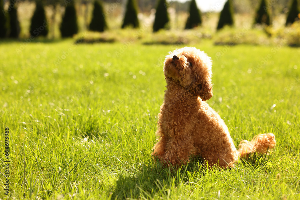 Cute Maltipoo dog on green lawn outdoors