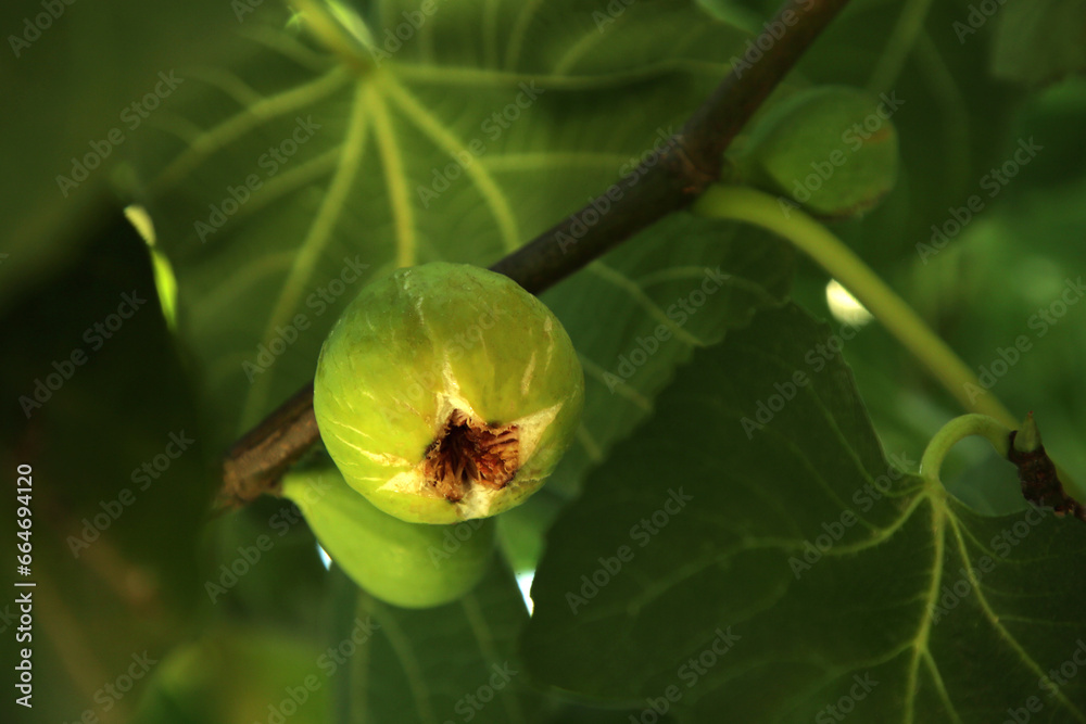 Unripe figs growing on tree in garden, closeup. Space for text Unripe figs growing on tree in garden, closeup. Space for text