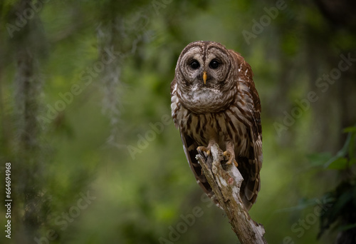 A Barred Owl in FLorida 